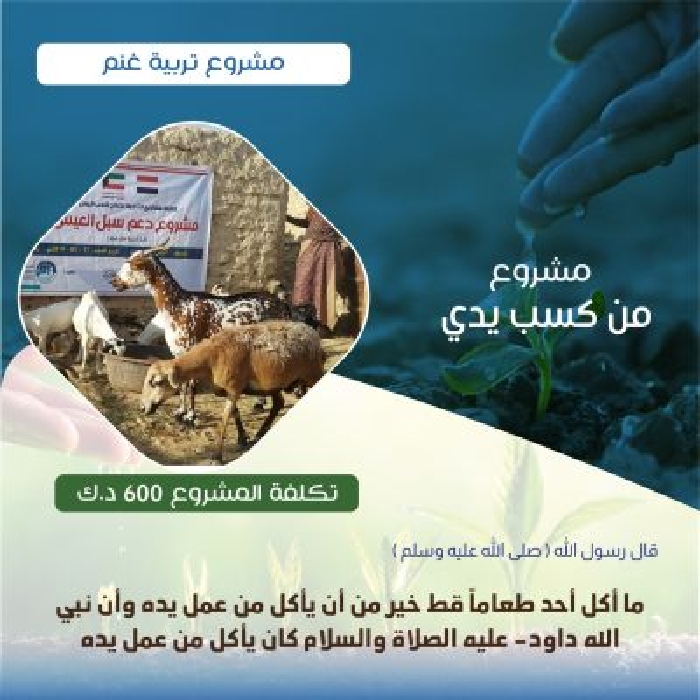 صورة مشروع تربية حيوانات غنم 